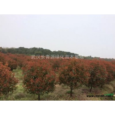 萬株10-12-15公分高桿桂花供應(yīng)~~~~~~~~~~