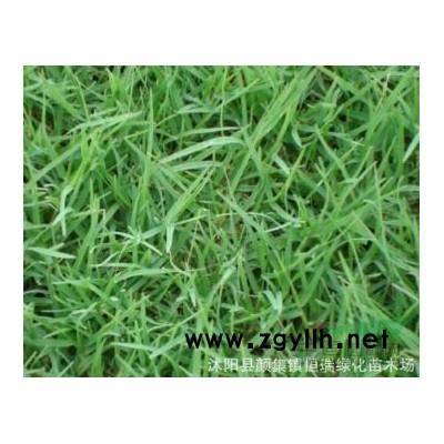 大葉女貞、高桿女貞圖片/大葉女貞、高桿女貞報價