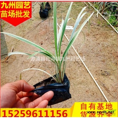 福建四季桂價格便宜福建月月桂花批發價格便宜漳州四季桂花樹便宜