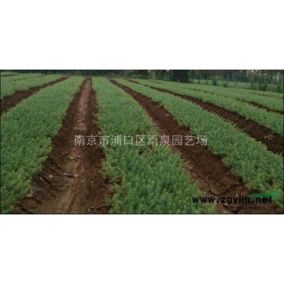 桂花基地，桂花價格，南京價格農(nóng)戶價格。