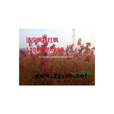 大葉女貞行情報(bào)價(jià)