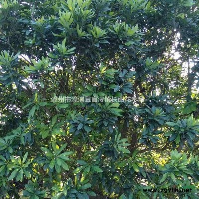 桂花，月桂圖片/桂花，月桂報價