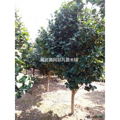 桂花 桂花樹 湖北桂花樹 黃岡桂花