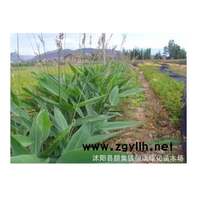 優(yōu)質(zhì)特價嫁接桂花 四季桂 金桂 沉香桂 八月桂產(chǎn)地直銷