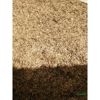 大量出售10公分到兩米玉蘭苗、辛夷苗以及大葉女貞苗、木瓜苗等