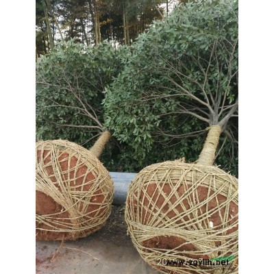 香樟，廣玉蘭，桂花，紫薇，杜英，紅楓