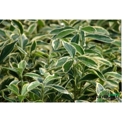 湖南三角楓、樸樹、榔榆 桂花