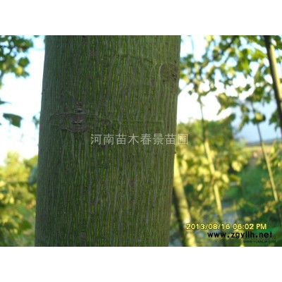 金葉女貞、小葉女貞、大葉女貞