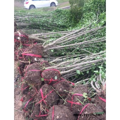 多規格精品杜英苗圃直銷_一手貨源_質優價廉