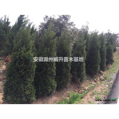 桂花 桂花樹 安徽桂花 滁州桂花  桂花價格