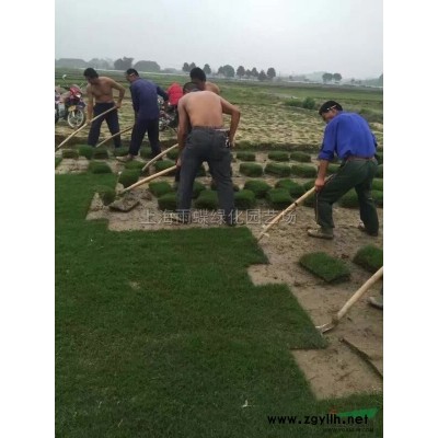 2016年杜英，杜英基地，杜英價格，杜英多少錢