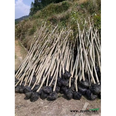 大量供應大小規格杜英