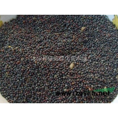 批發(fā)供應(yīng)優(yōu)質(zhì)杜英種子 當(dāng)年新采 保質(zhì)保量