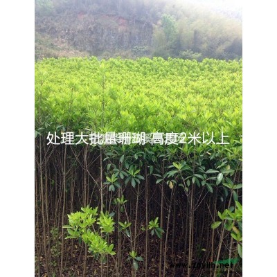 現供應一批杜英，貨源在浙江寧波地區，