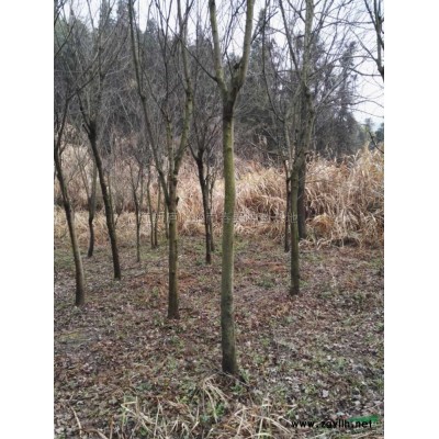 江西杜英出售 九江杜英供應 杜英照片實地拍攝