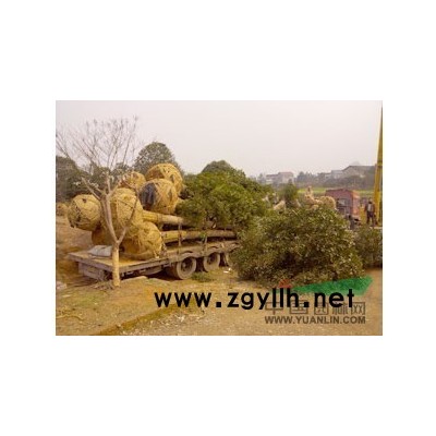 江西大葉女貞/大葉女貞批發(fā)