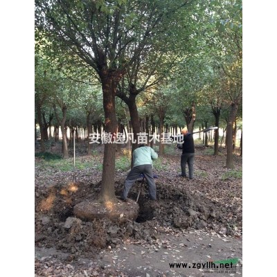 2016年合肥大量供應優質桂花樹苗