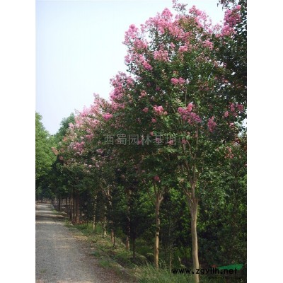 供應高1.5---2米  朱 砂桂小苗  桂花