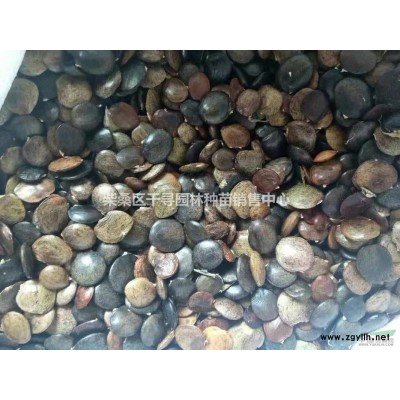 江西桂花小苗基地供應(yīng)，桂花小苗一棵8毛錢