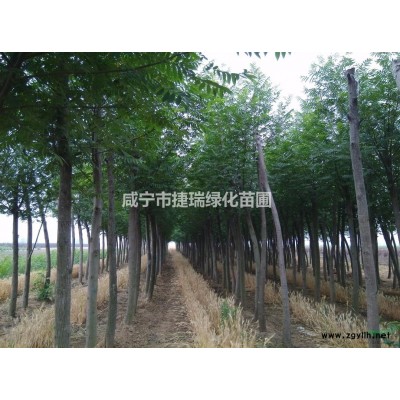 精品桂花 精品規格大樹