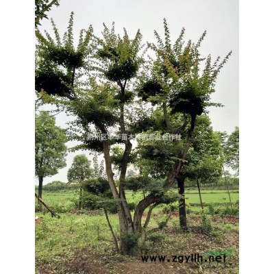 多頭香樟，叢生女貞，樸樹，桂花出售。