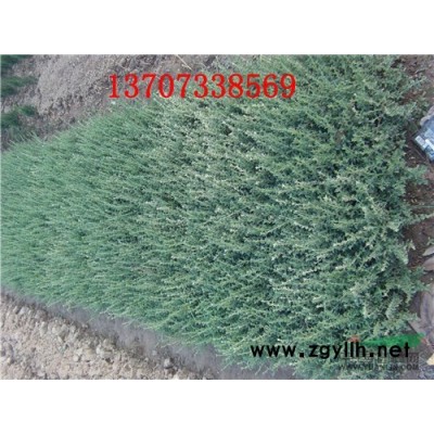 哪里有*優價的杜英-湖南璇豐苗圃