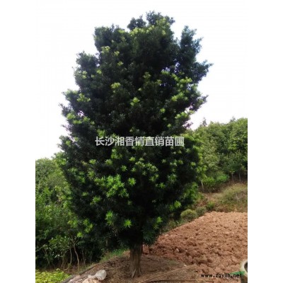 20公分精品桂花出售