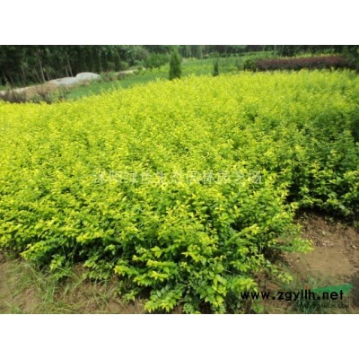 基地石榴小苗 柏.大葉女貞.木槿.紫薇.紫葉李.花石榴.碧桃.紅楓