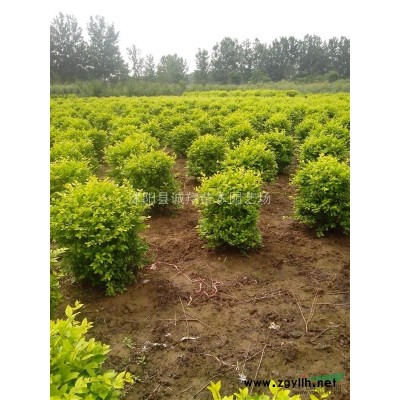 供應大葉女貞 櫻花 紅楓 玉蘭 柳樹 木瓜 石榴等