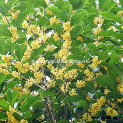 武漢帶花大樹三角梅葉子花紫薇櫻花桂花夾竹桃石楠樹紅楓