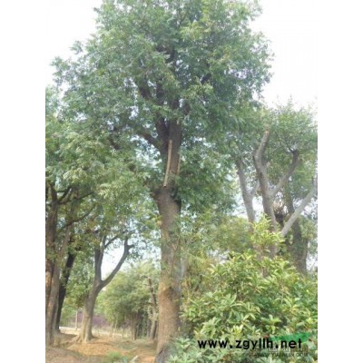 安徽桂花 金桂/桂花 金桂批發(fā)