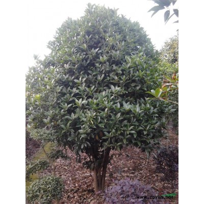 供應(yīng) 廣玉蘭、紫薇、紫玉蘭、紅楓、大葉女貞、垂柳、木槿