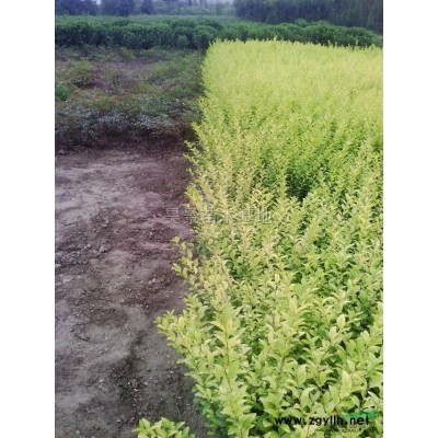 桂花2*新價(jià)格/桂花2報(bào)價(jià)