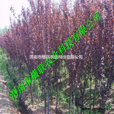 供應大葉女貞 渭南市橫聯農業科技有限公司低價出售