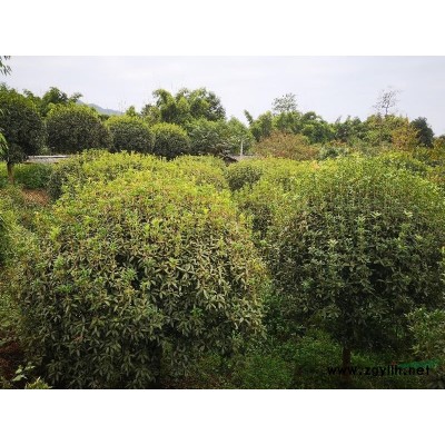 成都天府新區合江鎮個人15-20公分桂花樹出售