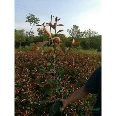 江蘇地區(qū)供應(yīng)銀杏，桂花