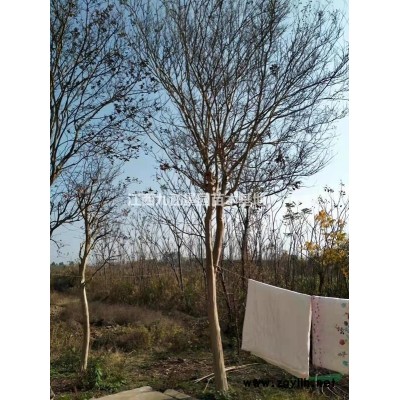 大量供應(yīng)無(wú)患子，杜英，楓香，香樟，雞爪槭，喜樹(shù)，當(dāng)年苗，