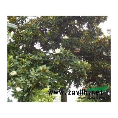 江蘇[產品]/江蘇桂花8價格/報價