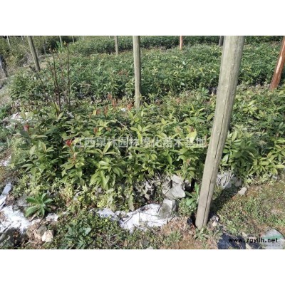 桂花樹 桂花苗 四季桂花價格金桂銀桂等桂花樹品種