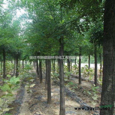 杜英8公分杜英-10公分杜英-12公分杜英 15公分杜英價格