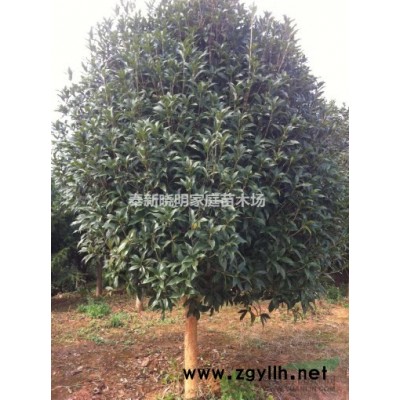 一年杜英小苗、|宜春杜英基地供應信息、1公分杜英價格