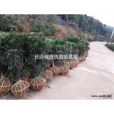 長沙湘香情直銷苗圃杜鵑、金葉女貞、梔子花、丹桂 杜英