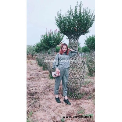 紫薇花瓶骨架， 海棠花瓶， 桂花造型樹，各種樹造型提供