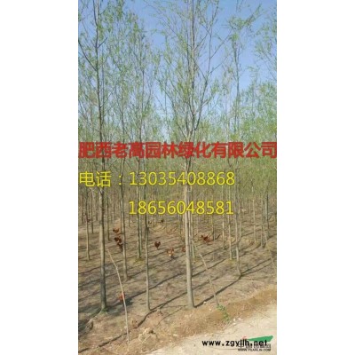 肥西供應精品桂花，紅葉李，紫薇等