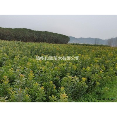 米徑8～15公分桂花樹