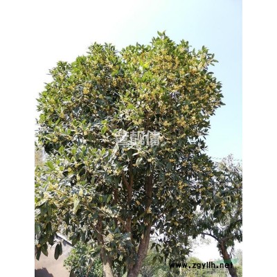 安徽合肥肥西地區(qū)桂花樹35棵供應(yīng)