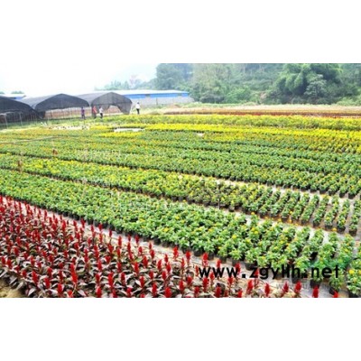 低價供應大量鳶尾花卉，桂花樹苗木等等