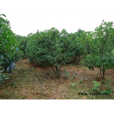 大葉女貞9圖片\大葉女貞9報價