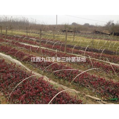 江西九江供應(yīng)大量2年生杜英小苗