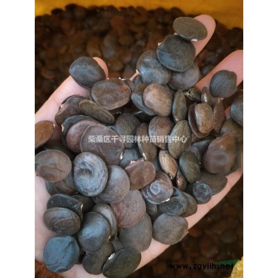 杜英種子，江西杜英種子，九江杜英種子，杜英小苗0.5元/棵